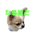 きりぼんぼん2（個別スタンプ：16）