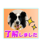 シェルティの日常会話（個別スタンプ：1）