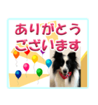 シェルティの日常会話（個別スタンプ：2）