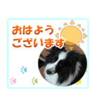 シェルティの日常会話（個別スタンプ：3）