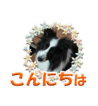 シェルティの日常会話（個別スタンプ：4）