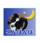 シェルティの日常会話（個別スタンプ：5）