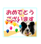 シェルティの日常会話（個別スタンプ：6）