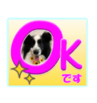 シェルティの日常会話（個別スタンプ：7）