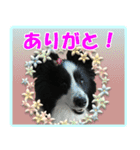 シェルティの日常会話（個別スタンプ：8）
