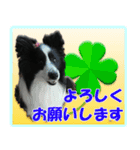 シェルティの日常会話（個別スタンプ：9）