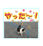 シェルティの日常会話（個別スタンプ：11）