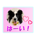 シェルティの日常会話（個別スタンプ：12）