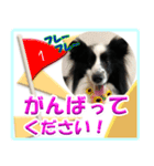 シェルティの日常会話（個別スタンプ：14）