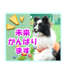シェルティの日常会話（個別スタンプ：16）