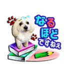 ぼく、モンド。ver.2（個別スタンプ：1）
