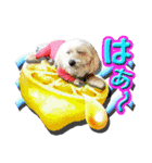 ぼく、モンド。ver.2（個別スタンプ：5）