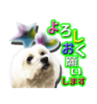 ぼく、モンド。ver.2（個別スタンプ：6）