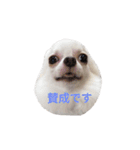 チワワのぼく（個別スタンプ：10）
