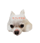 チワワのぼく（個別スタンプ：15）