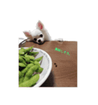 チワワのぼく（個別スタンプ：18）