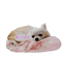チワワのぼく（個別スタンプ：21）