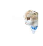 むぎねこ。（個別スタンプ：1）