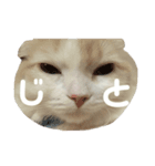 むぎねこ。（個別スタンプ：2）