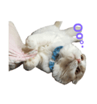 むぎねこ。（個別スタンプ：3）