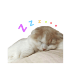 むぎねこ。（個別スタンプ：4）