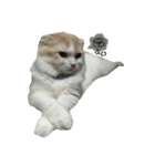 むぎねこ。（個別スタンプ：5）
