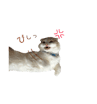 むぎねこ。（個別スタンプ：6）