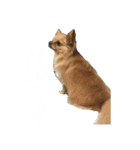 アオ社長のスタンプ（個別スタンプ：3）