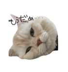 ねこ (スコ ちくわ)（個別スタンプ：1）