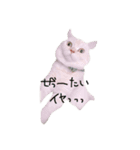 ねこ (スコ ちくわ)（個別スタンプ：2）