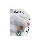 ねこ (スコ ちくわ)（個別スタンプ：3）