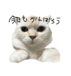 ねこ (スコ ちくわ)（個別スタンプ：4）