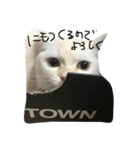 ねこ (スコ ちくわ)（個別スタンプ：5）