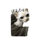 ねこ (スコ ちくわ)（個別スタンプ：6）