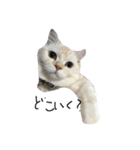 ねこ (スコ ちくわ)（個別スタンプ：7）