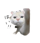 ねこ (スコ ちくわ)（個別スタンプ：8）