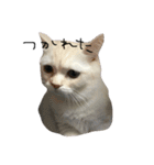 ねこ (スコ ちくわ)（個別スタンプ：10）