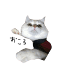 ねこ (スコ ちくわ)（個別スタンプ：11）