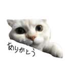 ねこ (スコ ちくわ)（個別スタンプ：12）