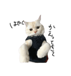ねこ (スコ ちくわ)（個別スタンプ：13）