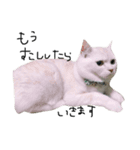 ねこ (スコ ちくわ)（個別スタンプ：14）