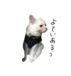 ねこ (スコ ちくわ)（個別スタンプ：16）