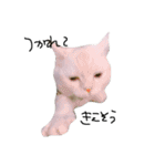 ねこ (スコ ちくわ)（個別スタンプ：17）