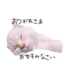ねこ (スコ ちくわ)（個別スタンプ：18）