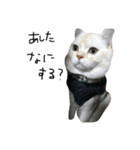 ねこ (スコ ちくわ)（個別スタンプ：19）