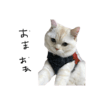 ねこ (スコ ちくわ)（個別スタンプ：21）