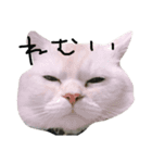 ねこ (スコ ちくわ)（個別スタンプ：22）