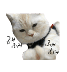 ねこ (スコ ちくわ)（個別スタンプ：23）