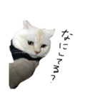 ねこ (スコ ちくわ)（個別スタンプ：27）