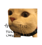 ねこ (スコ ちくわ)（個別スタンプ：28）
